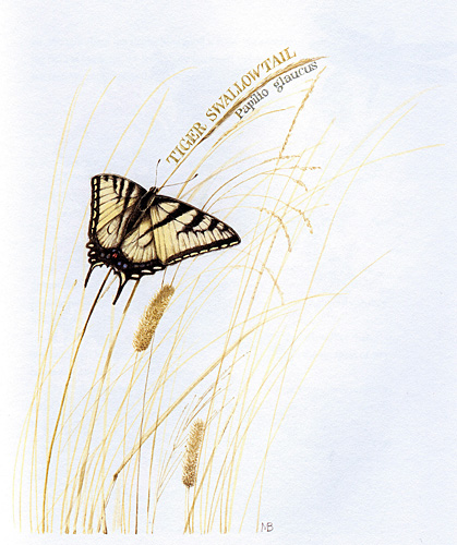 Tiger Swallowtail